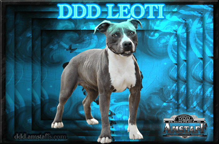 DDDawgs Leoti